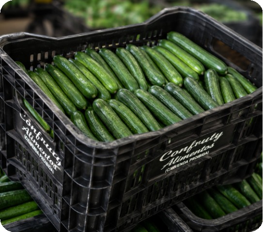 Pepino Japonês